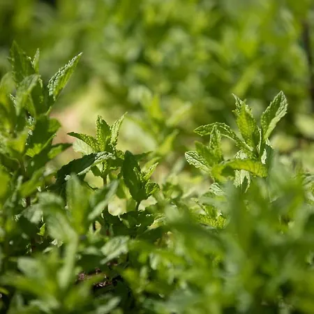 Erlebnishotel Kaernten Оберфеллах