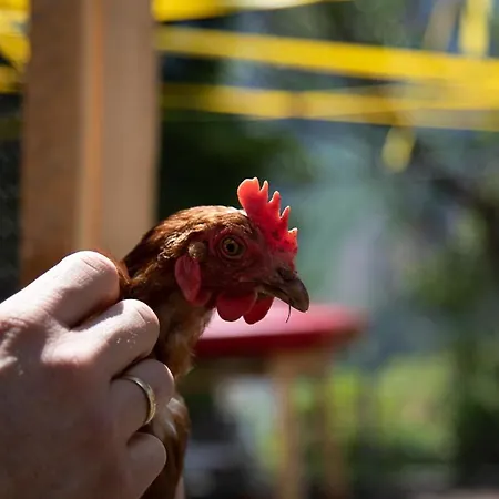 Erlebnishotel Kaernten Ξενοδοχείο