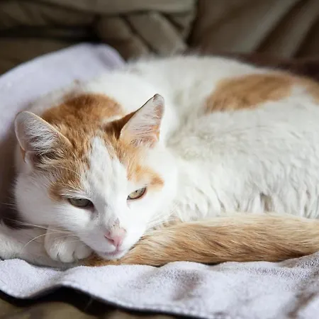 Erlebnishotel Kaernten Obervellach